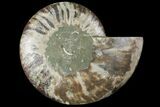 Cut Ammonite Fossil (Half) - Agatized #97753-1